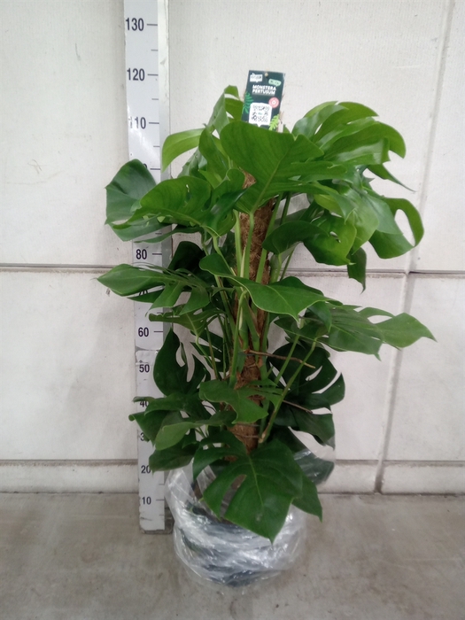 <h4>Monstera pertusum</h4>