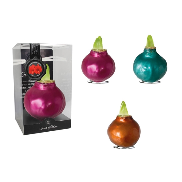<h4>Amaryllis Touch of Wax Metallic Mix 6x1, rode bloem, Plastic Giftbox, Tray236</h4>