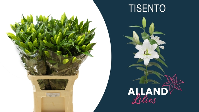 <h4>LI OT TISENTO</h4>