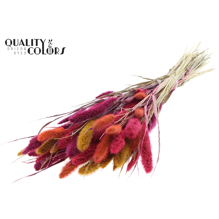 <h4>Setaria per bunch Colourful 10</h4>