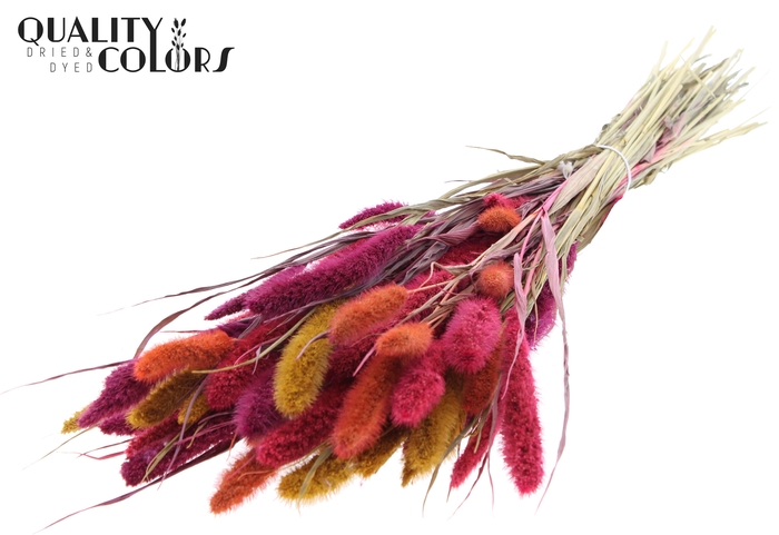 <h4>Setaria per bunch Colourful 10</h4>