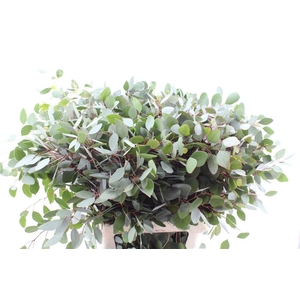 Euca Populus Per Stem