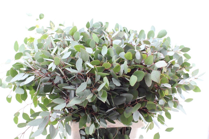 <h4>Euca Populus Per Stem</h4>