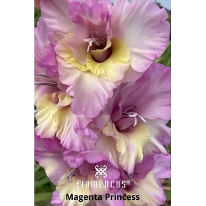 Glad Fl Gr Mag Princess