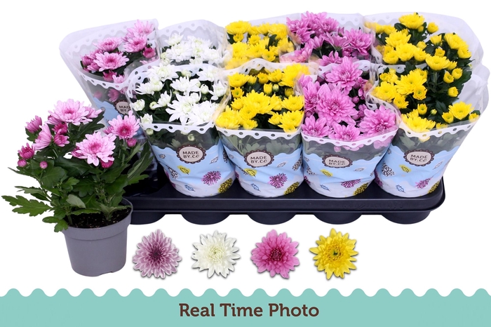 <h4>CHRYS GEVULDBL GEM</h4>