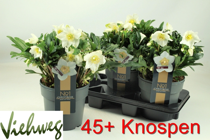 <h4>HELL NI VIV VIKTOR</h4>