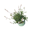 Gaura Whirling Butterf