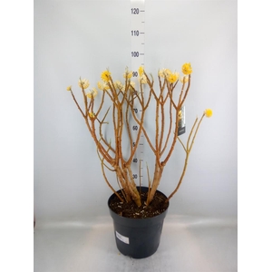 Edgeworthia chrys. 'Grandiflora'