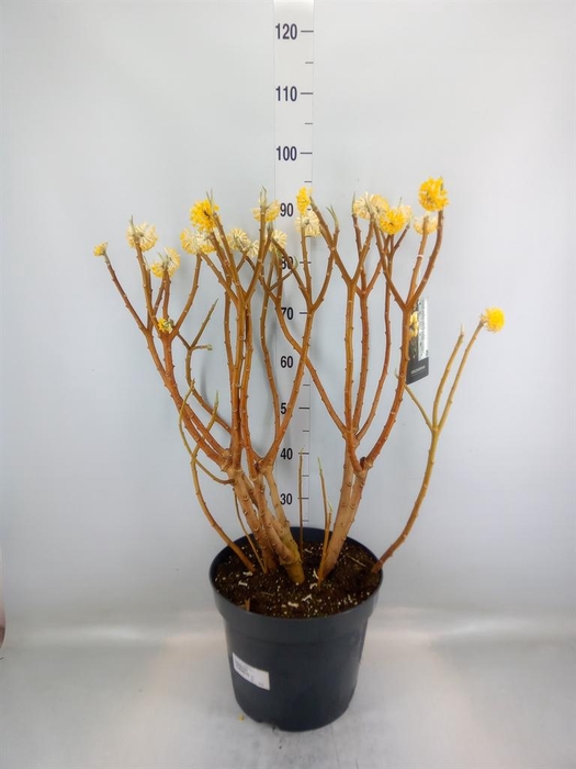 <h4>Edgeworthia chrys. 'Grandiflora'</h4>