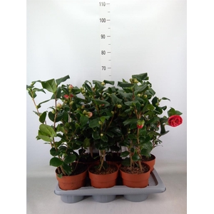 Camellia japonica 'Lady Campbell'