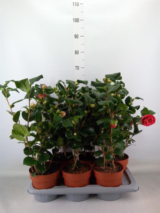 <h4>Camellia japonica 'Lady Campbell'</h4>
