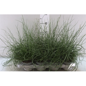 Juncus Ef Spiralis