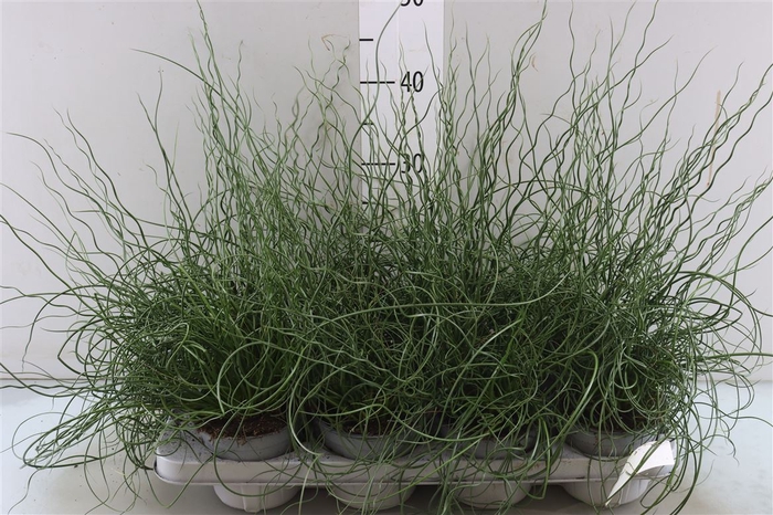 Juncus Ef Spiralis