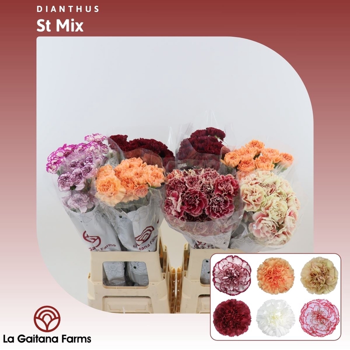 <h4>Dianthus St Mix | Farm Choise</h4>