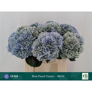 Hydr Blue Floyd Classic 40 cm Vicini