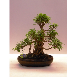 Ficus retusa, 43cm., shape, without drip tray