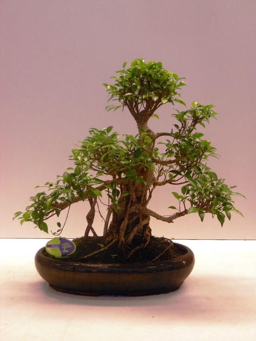 <h4>Ficus retusa, 43cm., shape, with drip tray</h4>