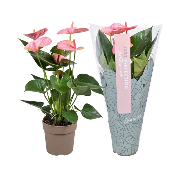 <h4>Anthurium Sweet Dream ''Just perfection®'' (XL-Flowers)</h4>