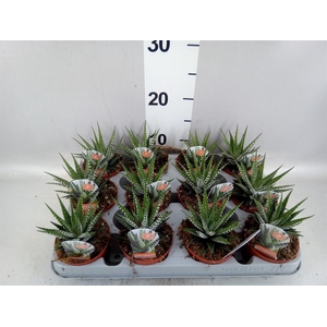 Haworthia fasciata 'Big Band'
