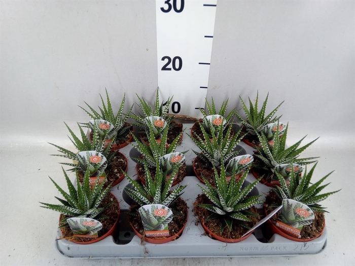 <h4>Haworthia fasciata 'Big Band'</h4>