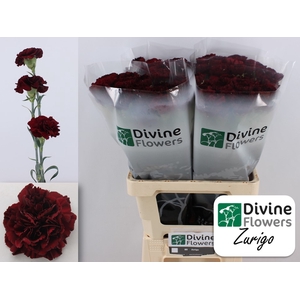 Di St Zurigo Divine