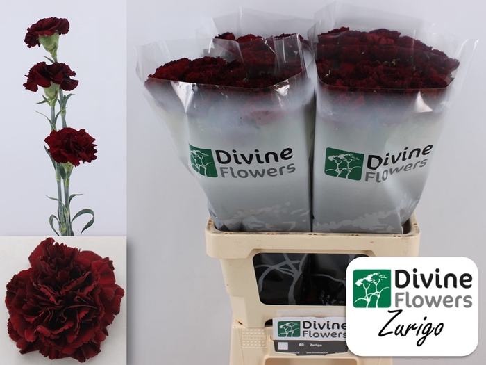 <h4>Di St Zurigo Divine</h4>