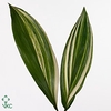 Aspidistra Variegata 70cm