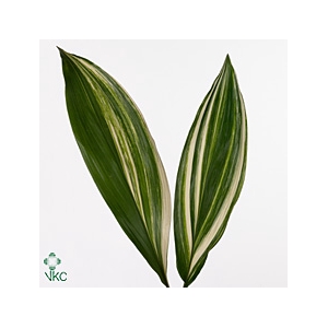 Aspidistra Variegata 70cm