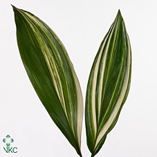 <h4>Aspidistra Variegata 70cm</h4>