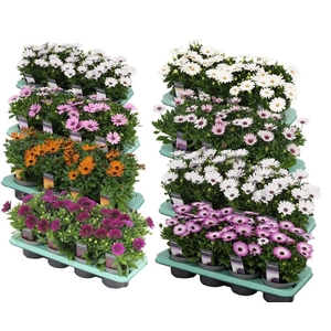 Osteospermum mixkar Decorum