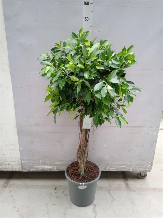 <h4>Ficus   ...</h4>
