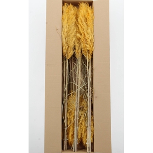 DF Pampas 115cm Apricot