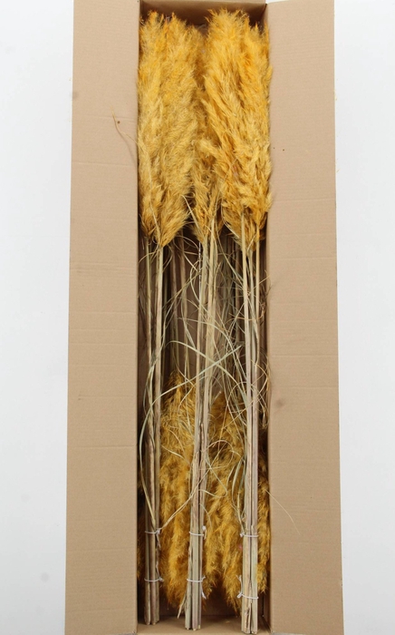 <h4>DF Pampas 115cm Apricot</h4>