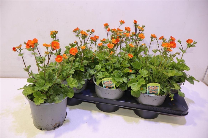 <h4>Geum Co Borisii</h4>