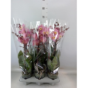 Phalaenopsis  'Ant Padova'