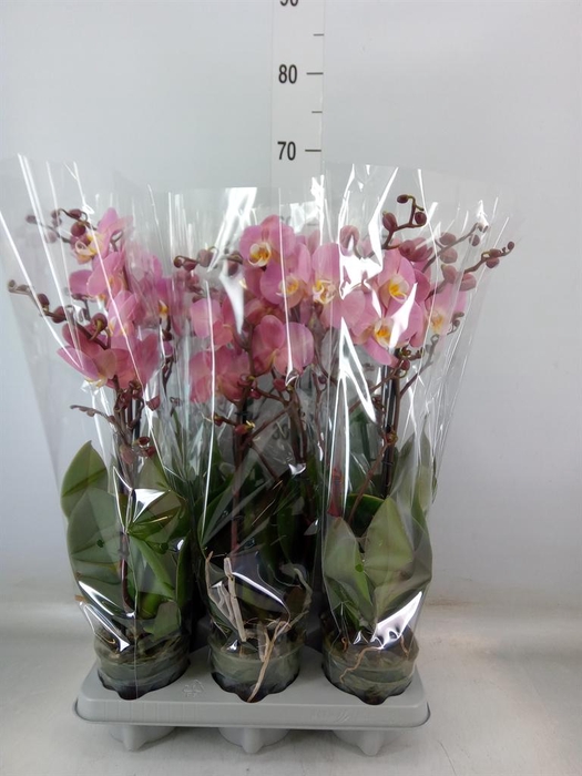 <h4>Phalaenopsis  'Ant Padova'</h4>