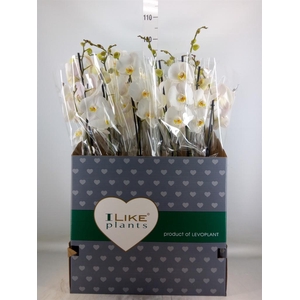 Phalaenopsis   ...white