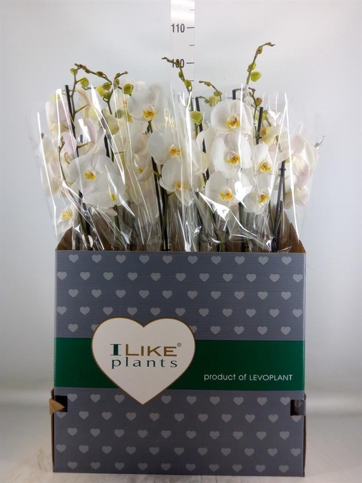 <h4>Phalaenopsis   ...white</h4>