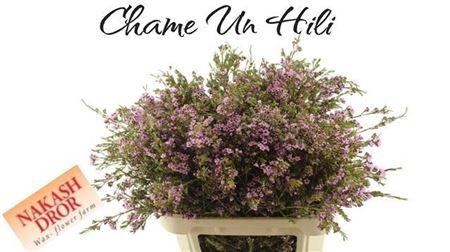 <h4>Chame Un Hili</h4>