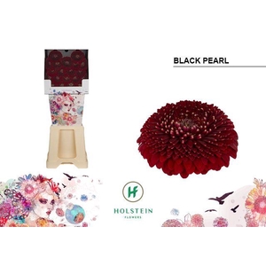 Ge Bv Pom Blackpearl