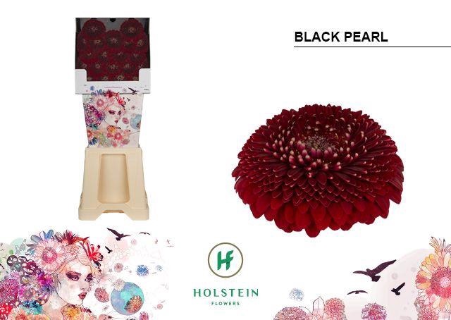 <h4>Ge Bv Pom Blackpearl</h4>