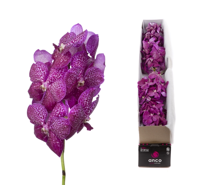 Vanda Magenta Glitter