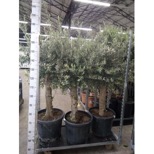 Olea europaea