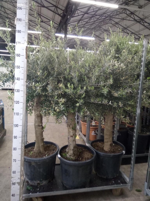 <h4>Olea europaea</h4>