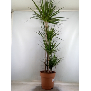 Dracaena marg.