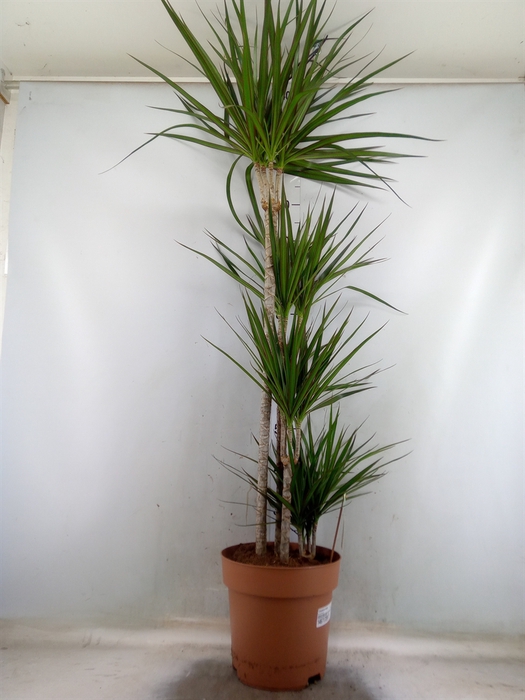 <h4>Dracaena marg.</h4>