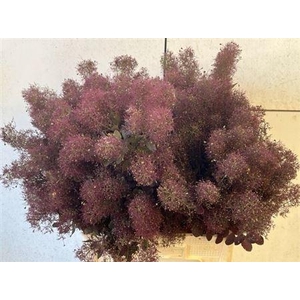 Cotinus C Mag Red Torch