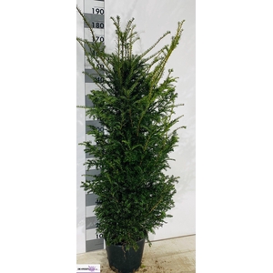 TAXUS BACCATA