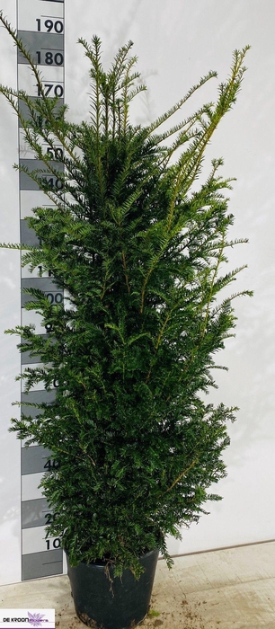 <h4>TAXUS BACCATA</h4>