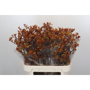 Anigozanthos Bush Sunset